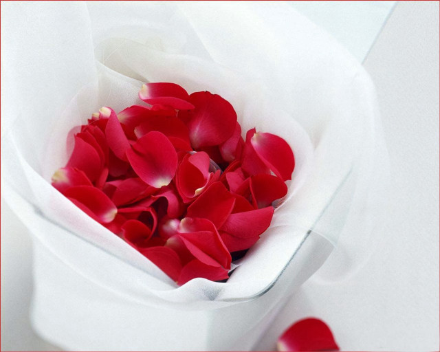 White vase red roses still free wallpaper - medium preview image