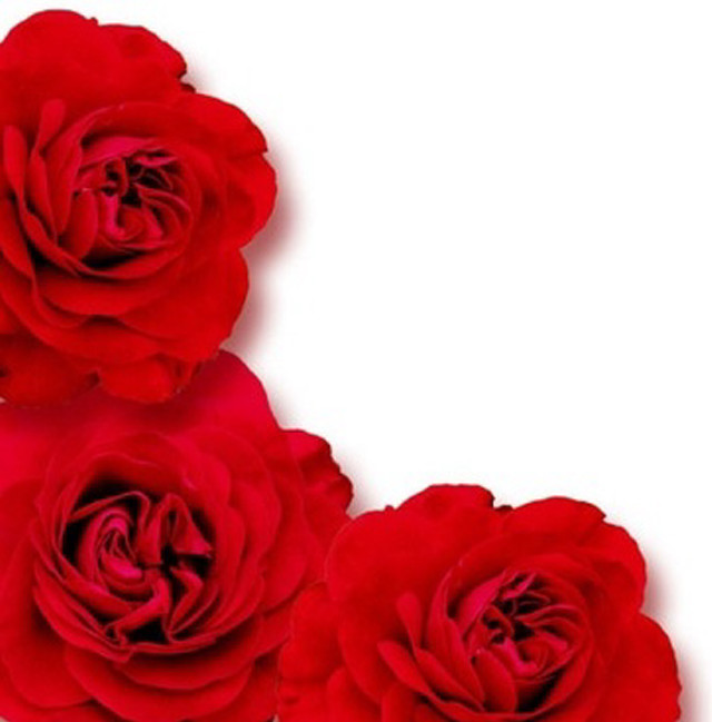 Three red roses white background free wallpaper - medium preview image