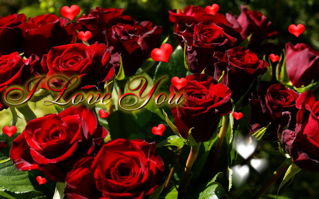 Red roses love message hearts free wallpaper - medium preview image