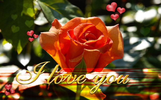 Rose i love you hearts #2 free wallpaper - medium preview image
