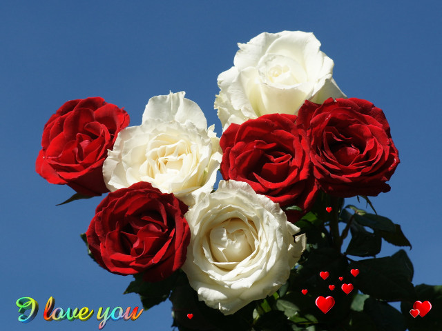 Bouquet roses hearts blue background free wallpaper - medium preview image