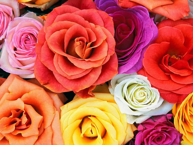 Colorful flowers pile bunch middle free wallpaper - medium preview image