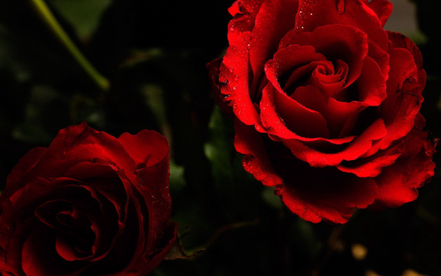 Gothic red roses water droplets free wallpaper - medium preview image