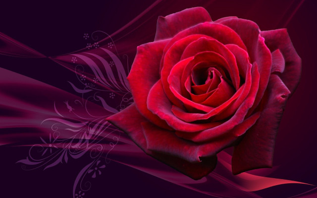 Red rose purple background swirly free wallpaper - medium preview image