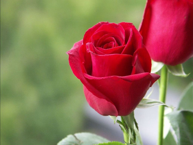 Red rose blooming vase window free wallpaper - medium preview image