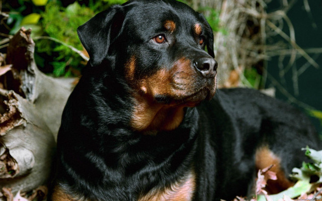 Black brown dog leaves flowers free wallpaper - medium preview image
