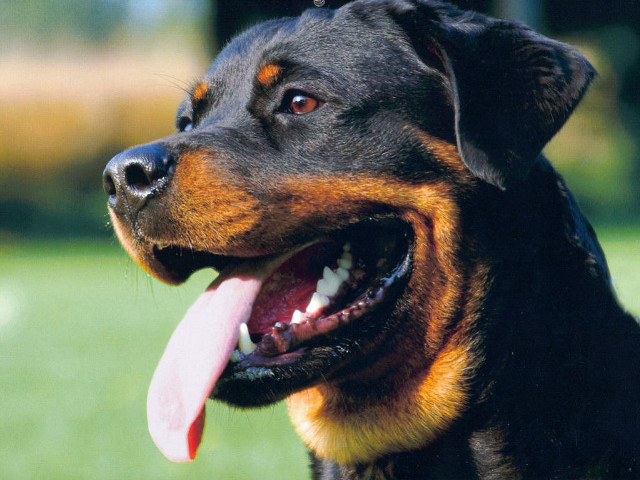 Dog long tongue grass field free wallpaper - medium preview image
