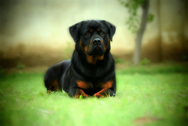 Black brown dog laying grass free wallpaper - medium preview image