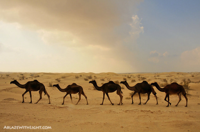 Camels desert cloudy sky rainbow free wallpaper - medium preview image