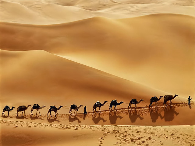 Camels desert landscape sand dunes free wallpaper - medium preview image