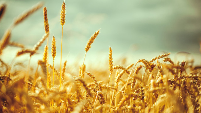 Wheat field blue sky autumn free wallpaper - medium preview image