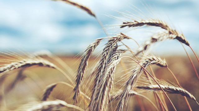 Wheat field blue sky clouds #8 free wallpaper - medium preview image