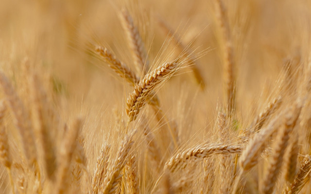 Wheat field harvest ready winter free wallpaper - medium preview image