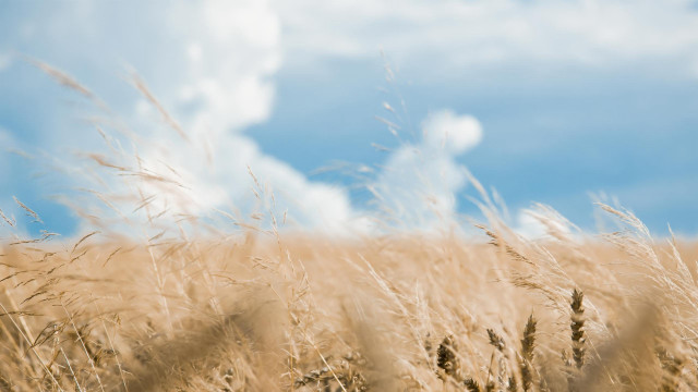 Wheat field blue sky clouds #10 free wallpaper - medium preview image