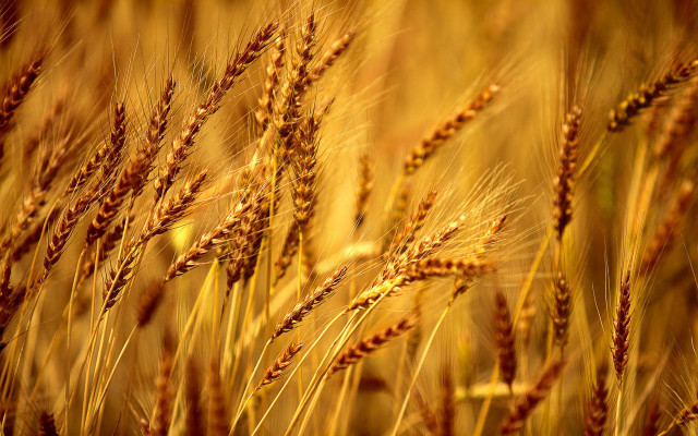 Wheat closeup blurry background stalks #2 free wallpaper - medium preview image