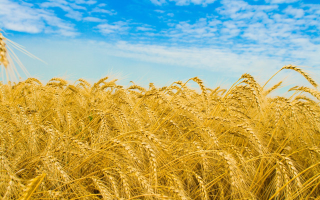 Wheat field blue sky clouds #6 free wallpaper - medium preview image