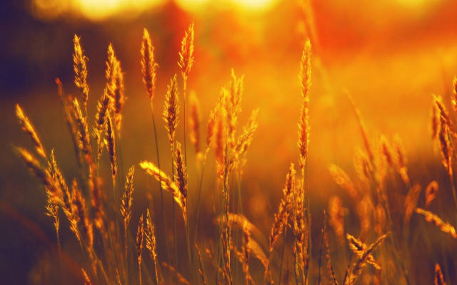 Tall grass sunshine field nature free wallpaper - medium preview image