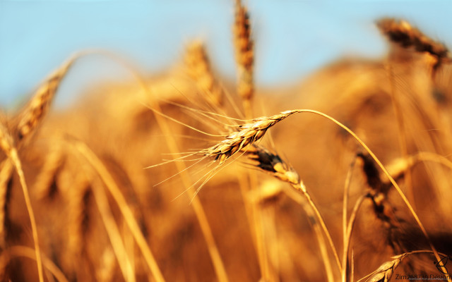 Wheat field blue sky clouds #9 free wallpaper - medium preview image