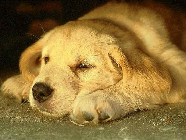Dog laying head resting paws free wallpaper - medium preview image