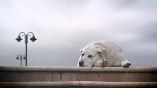 Dog laying ledge rain head free wallpaper - medium preview image