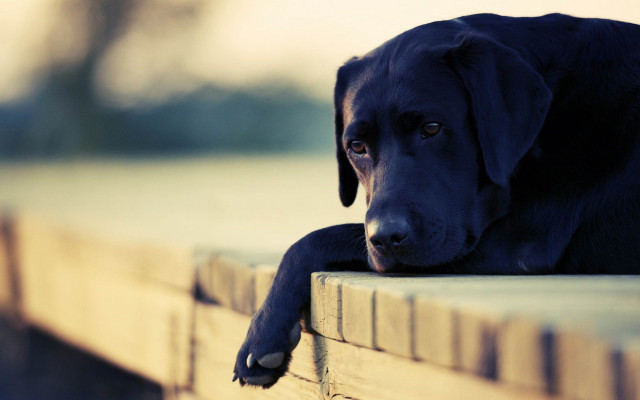 Black dog bench sad look free wallpaper - medium preview image