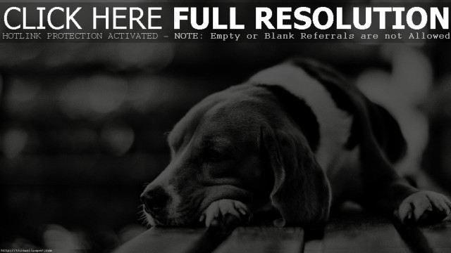 Dog laying wooden bench head free wallpaper - medium preview image