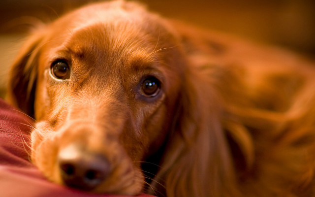 Dog laying on bed pillow free wallpaper - medium preview image