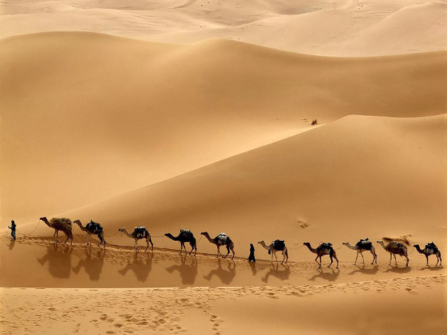 Camels desert sand dunes footprints free wallpaper - medium preview image