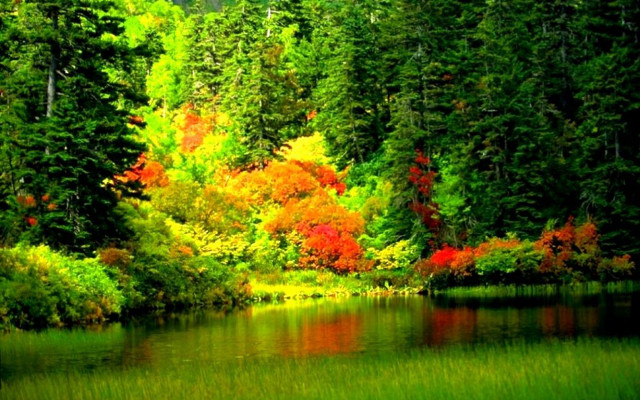 Lake forest autumn leaves impressionist #2 free wallpaper - medium preview image