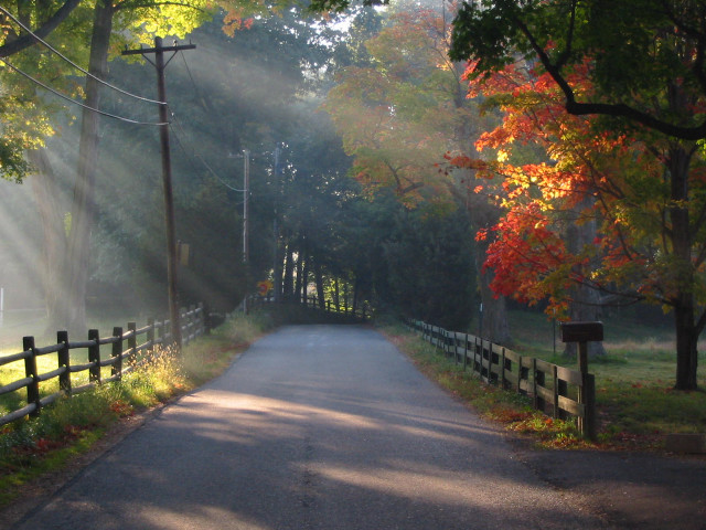 Road fence trees leaves light free wallpaper - medium preview image