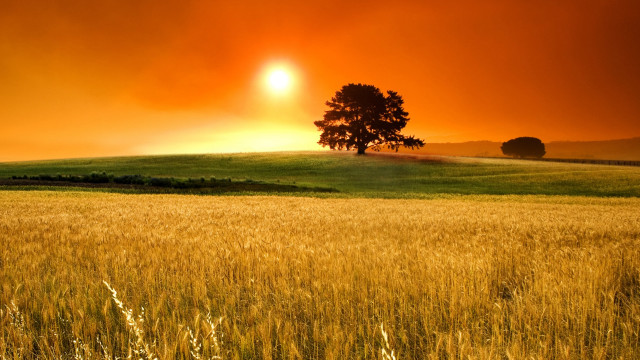Field grass tree red sky free wallpaper - medium preview image