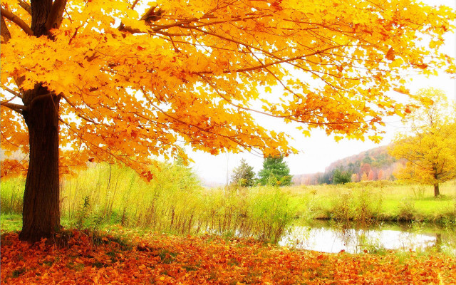 Tree yellow leaves river mountain free wallpaper - medium preview image