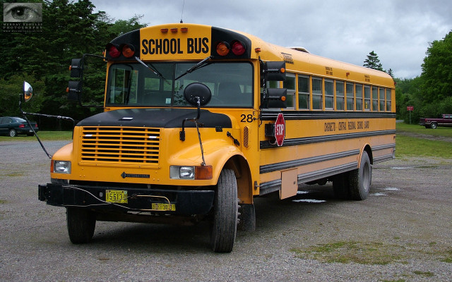 School bus parking lot trees free wallpaper - medium preview image