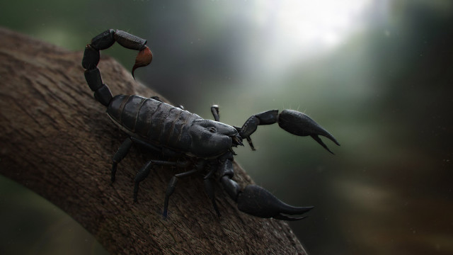 Scorpion tree branch claws crab free wallpaper - medium preview image