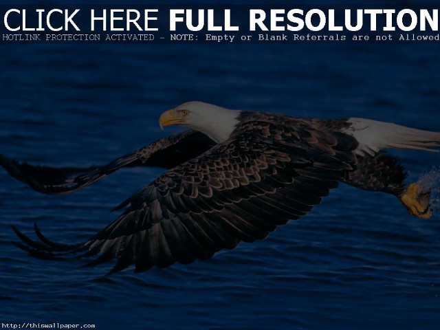 Bald eagle flying ocean landing free wallpaper - medium preview image