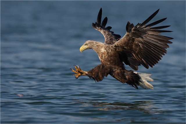 Large bird flying ocean wings free wallpaper - medium preview image