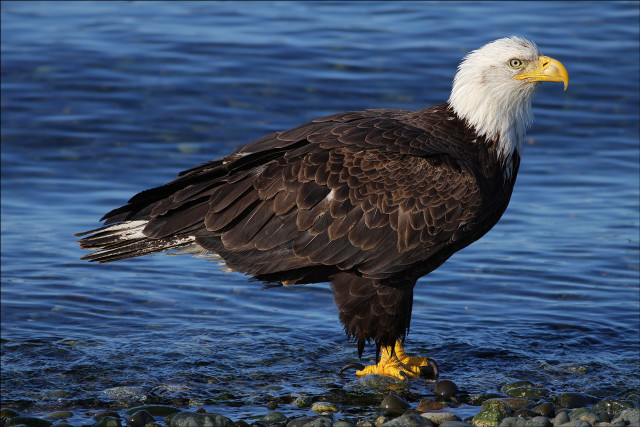 Bald eagle rock water camera free wallpaper - medium preview image