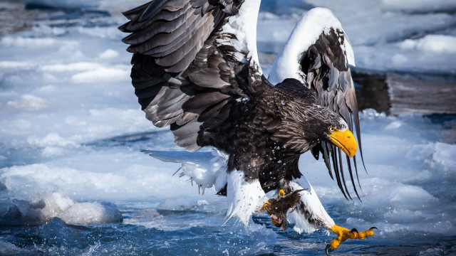 Large bird fish water ice free wallpaper - medium preview image