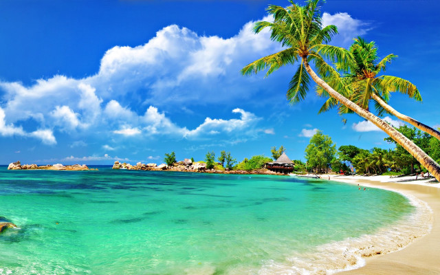 Beach palm tree blue sky #10 free wallpaper - medium preview image