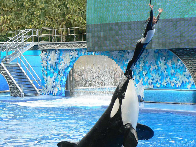 Man whale pool waterfall woman free wallpaper - medium preview image