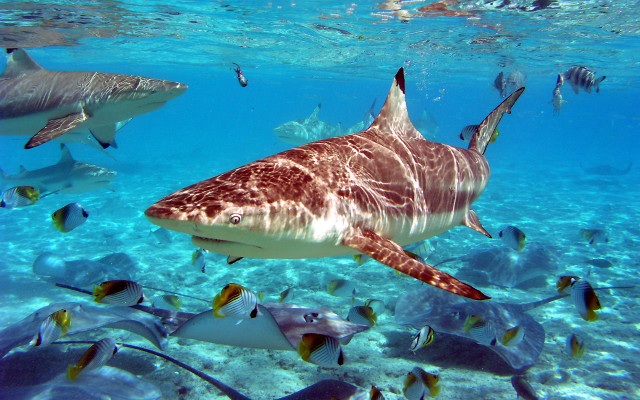 Large shark ocean fish man free wallpaper - medium preview image