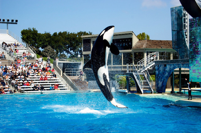 Orca jumping show crowd black free wallpaper - medium preview image