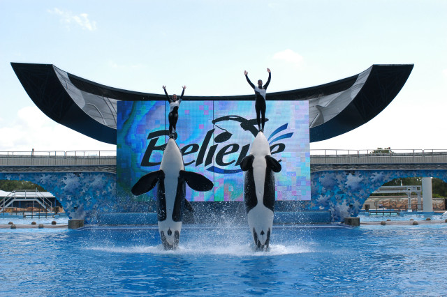 Orca jumping pool pepsi billboard free wallpaper - medium preview image