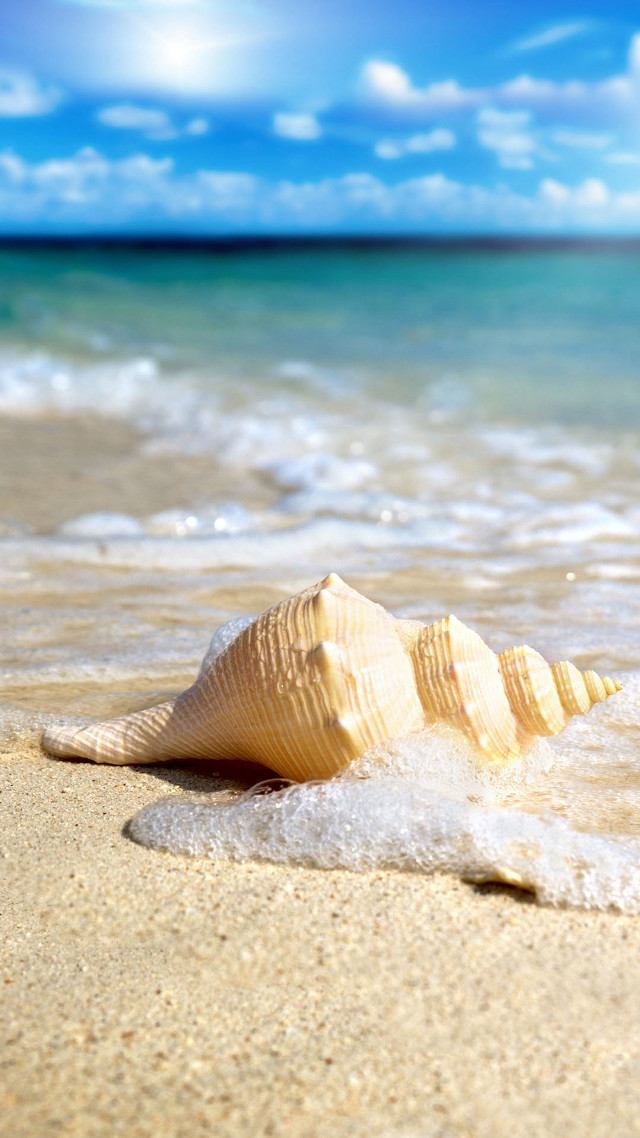 Shell beach blue sky ocean free wallpaper - medium preview image