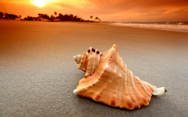 Shell beach sunset person walking free wallpaper - medium preview image