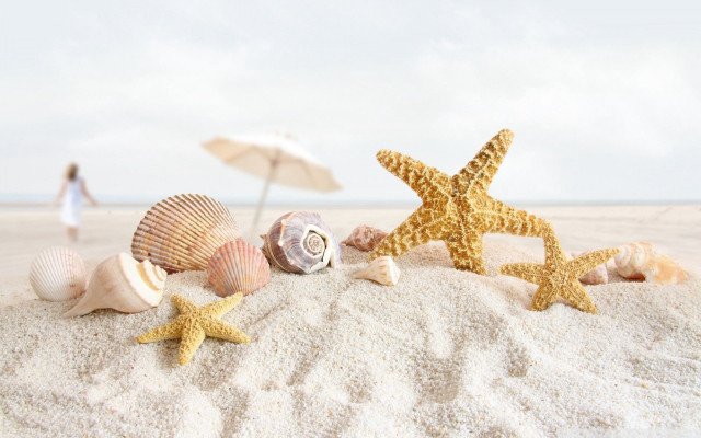 Starfish shells umbrellas beach woman free wallpaper - medium preview image