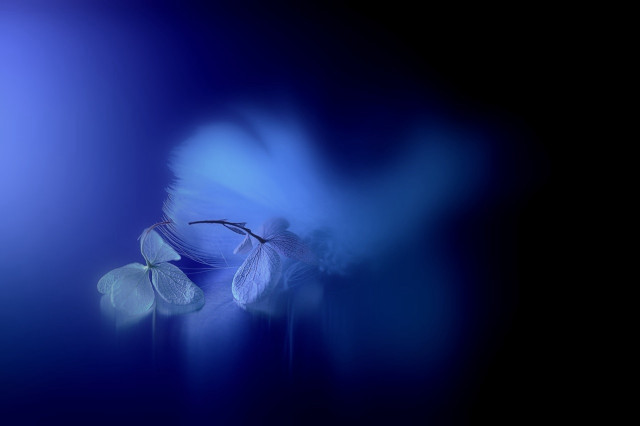 Blue flower blurry background art free wallpaper - medium preview image