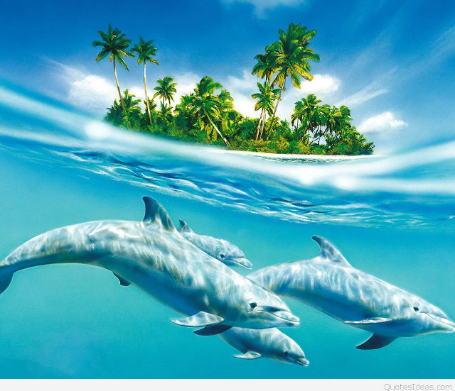 Dolphins swimming ocean island palm free wallpaper - medium preview image