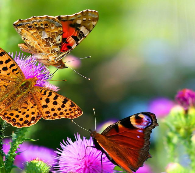 Three butterflies flower sunlight blurry #2 free wallpaper - medium preview image