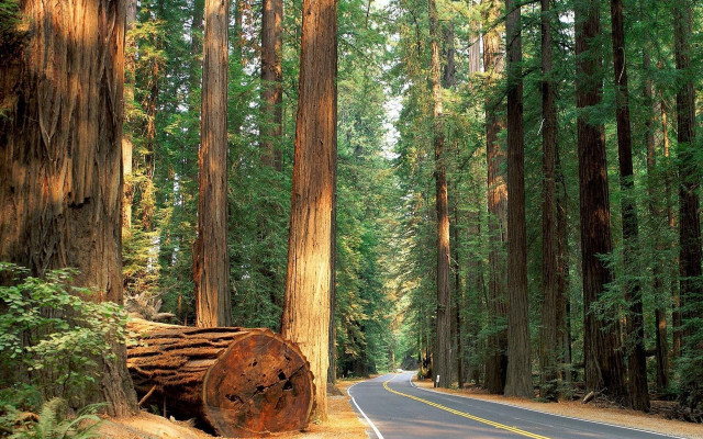 Forest road tree stump nature #2 free wallpaper - medium preview image